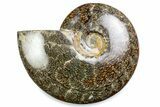 Polished Ammonite (Cleoniceras) Fossil - Madagascar #375989-1